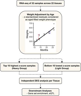 Multi-tissue transcriptome analysis to identify candidate genes associated with weight regulation in Hanwoo cattle